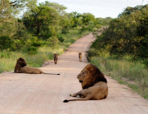 Safari