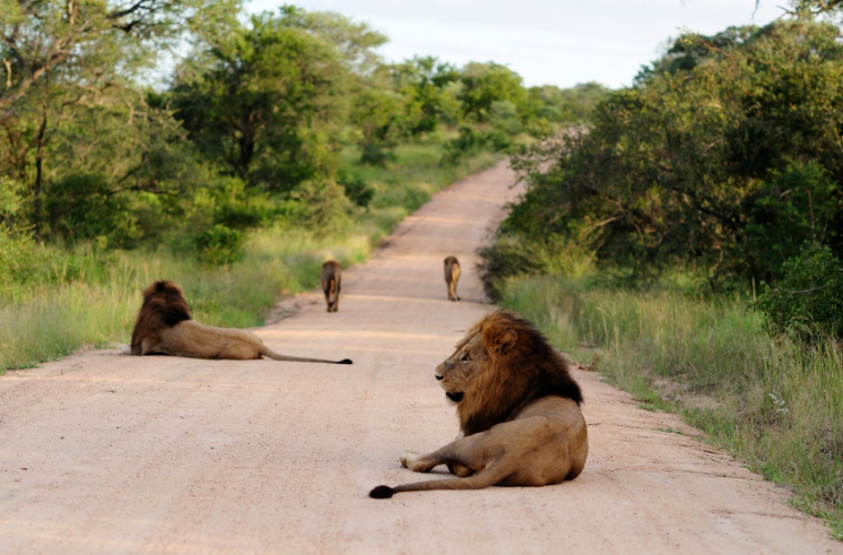 Safari